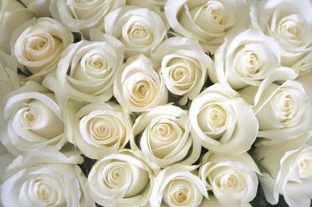 Roses blanches