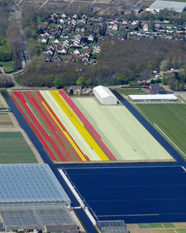 Blumenzwiebel mit selber fliegen 60 Minuten