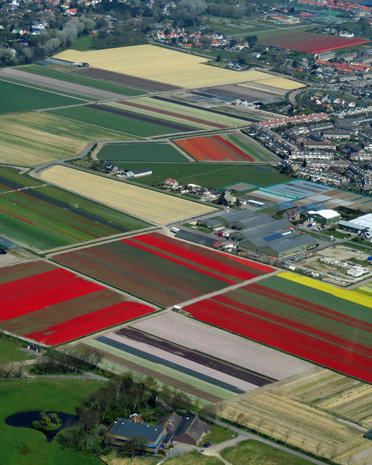 Blumenzwiebel Rundflug 60 Minuten